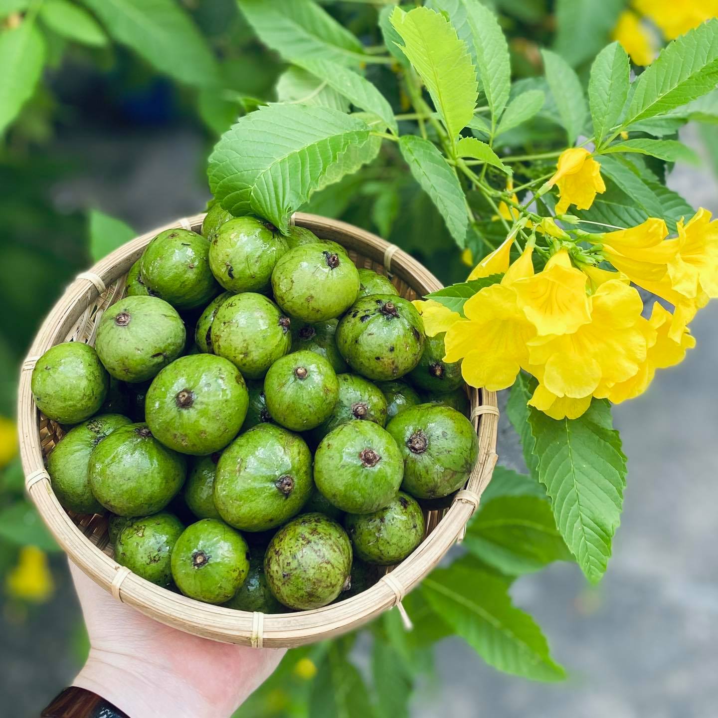 SẤU TƯƠI DẦM GIÒN CHUA CAY NHẸ 500G - shop ANPHUONG