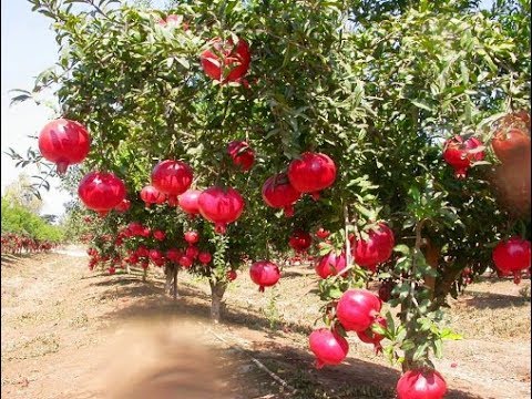 Cây lựu đỏ, cây lựu đỏ Ấn Độ, Cây lựu đỏ siêu lùn