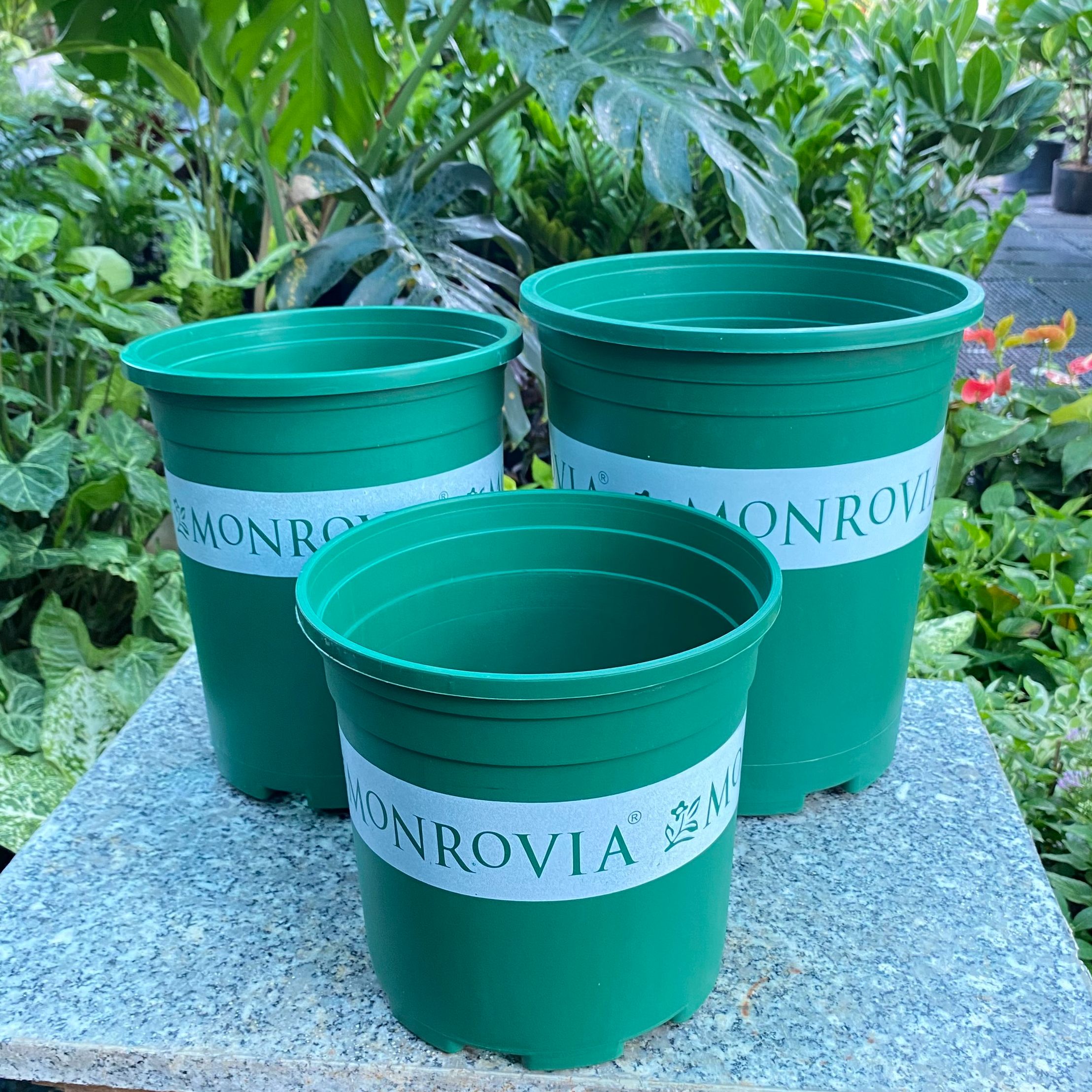 Chậu nhựa monrovia xanh Hatagarden