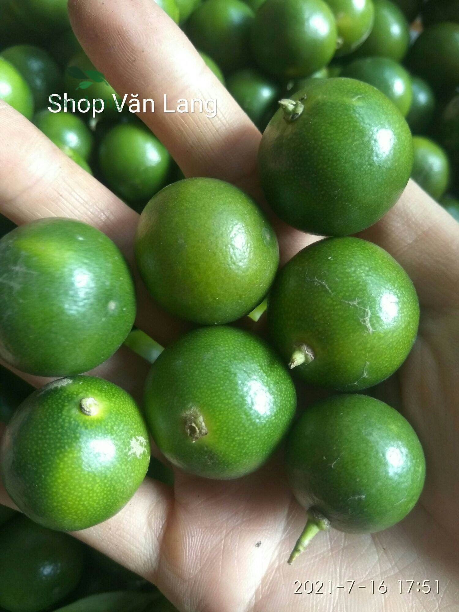 350g Quất tươi, quất xanh, quả quất quê sạch tươi ngon mọng nước