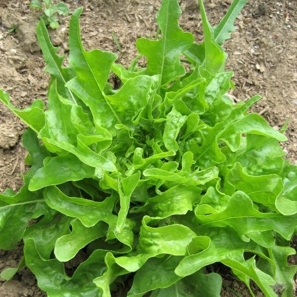 Hạt giống xà lách Oakleaf sồi xanh Chịu nhiệt
