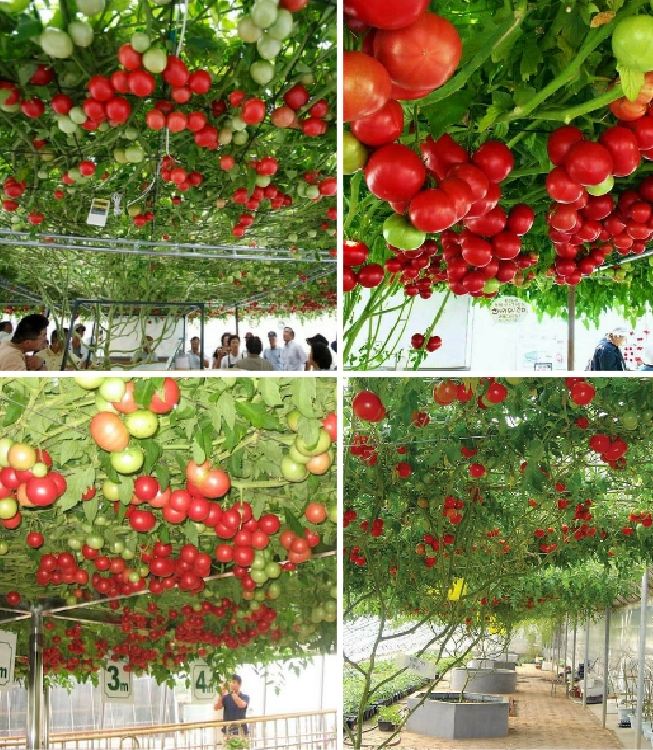 Hạt giống Cà chua bạch tuộc ( leo giàn ) - 10 hạt