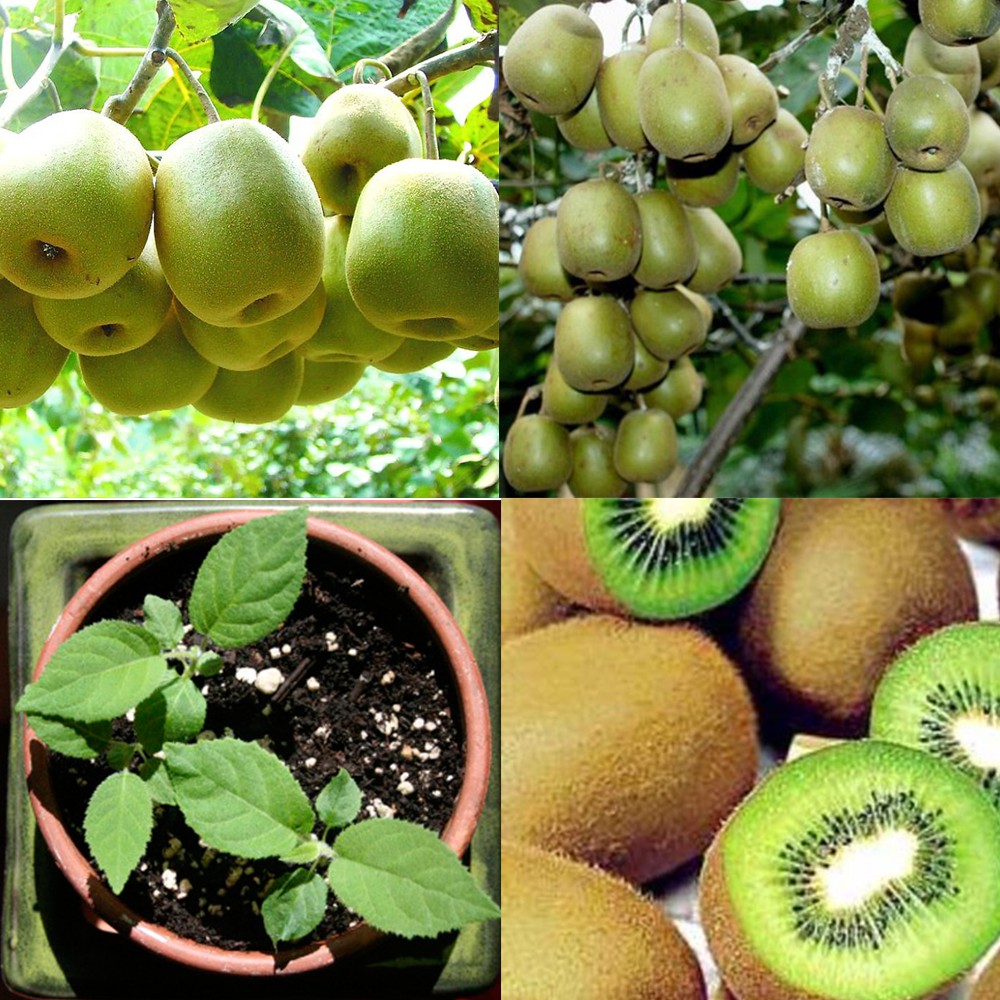 Hạt Giống Kiwi 50 Hạt