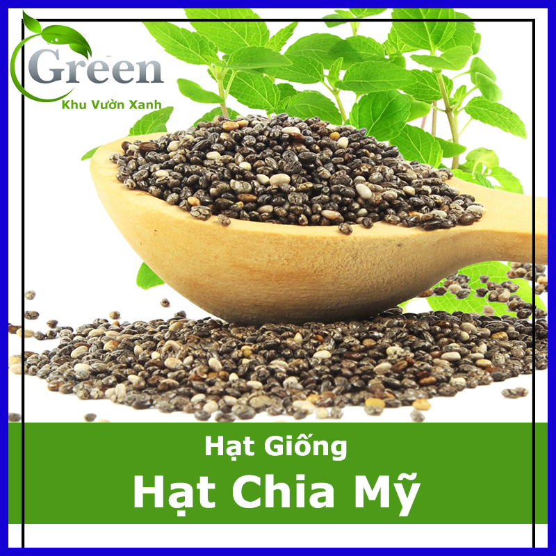 Hạt giống hạt chia mỹ