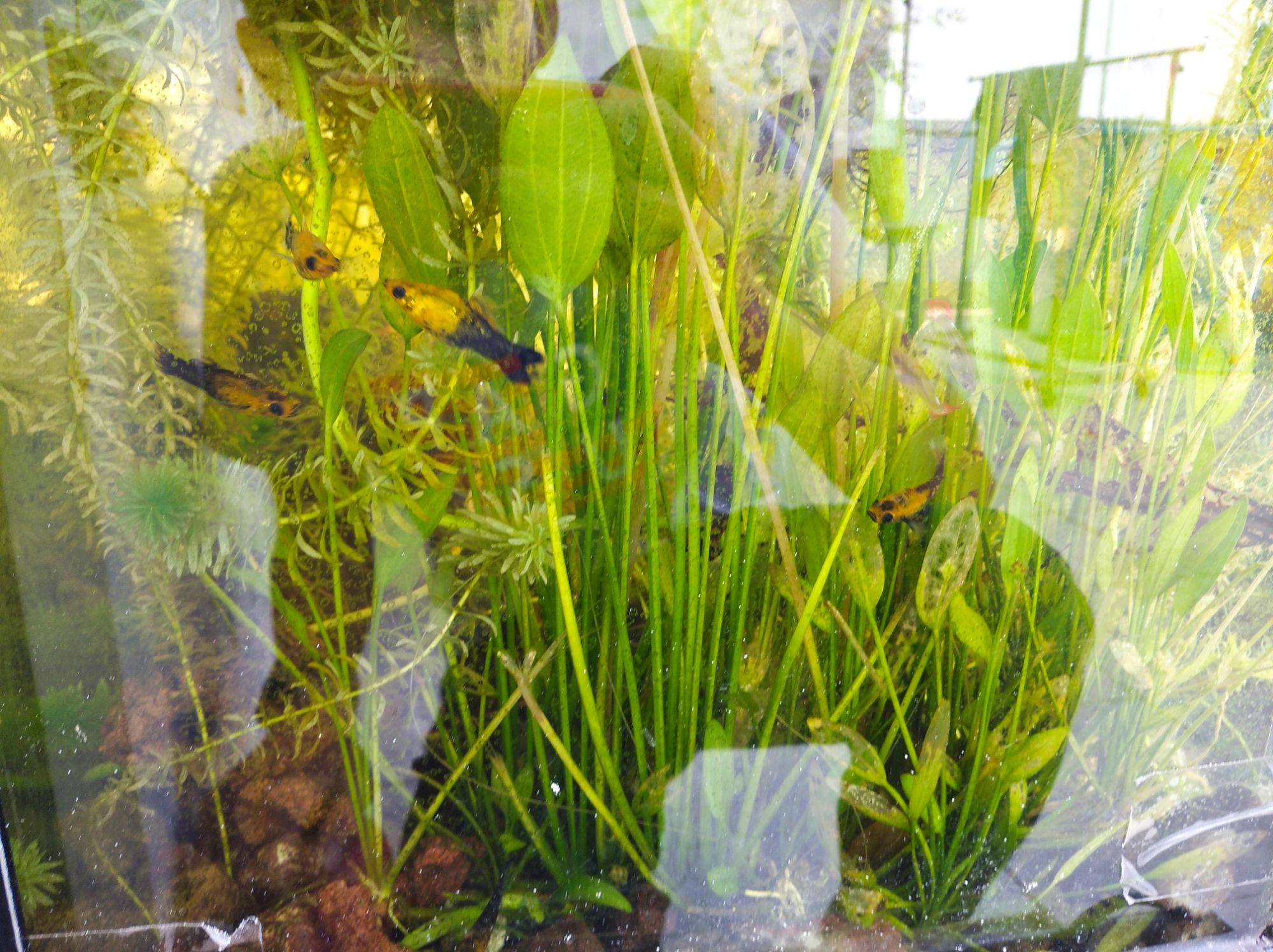 [HCM]Bụi 5 Nhánh Lan Nước Trưởng Thành/ Phụ Kiện Trang Trí/ Hồ Thủy Sinh Bán Cạn Và Hồ Kính