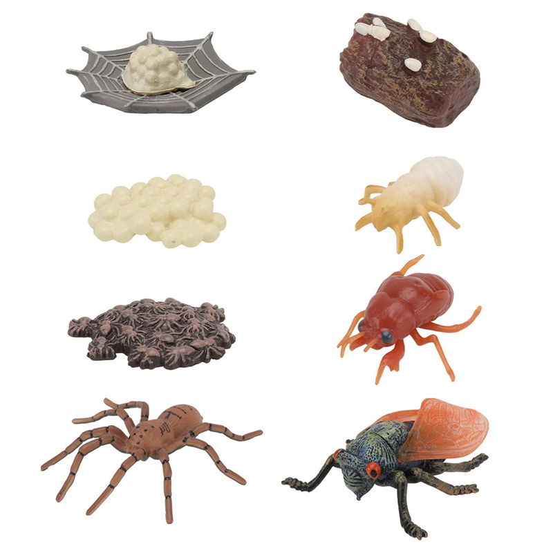 8 Pcs Simulated Plastic Animal Models Insect Growth Cycle Spider Cicada