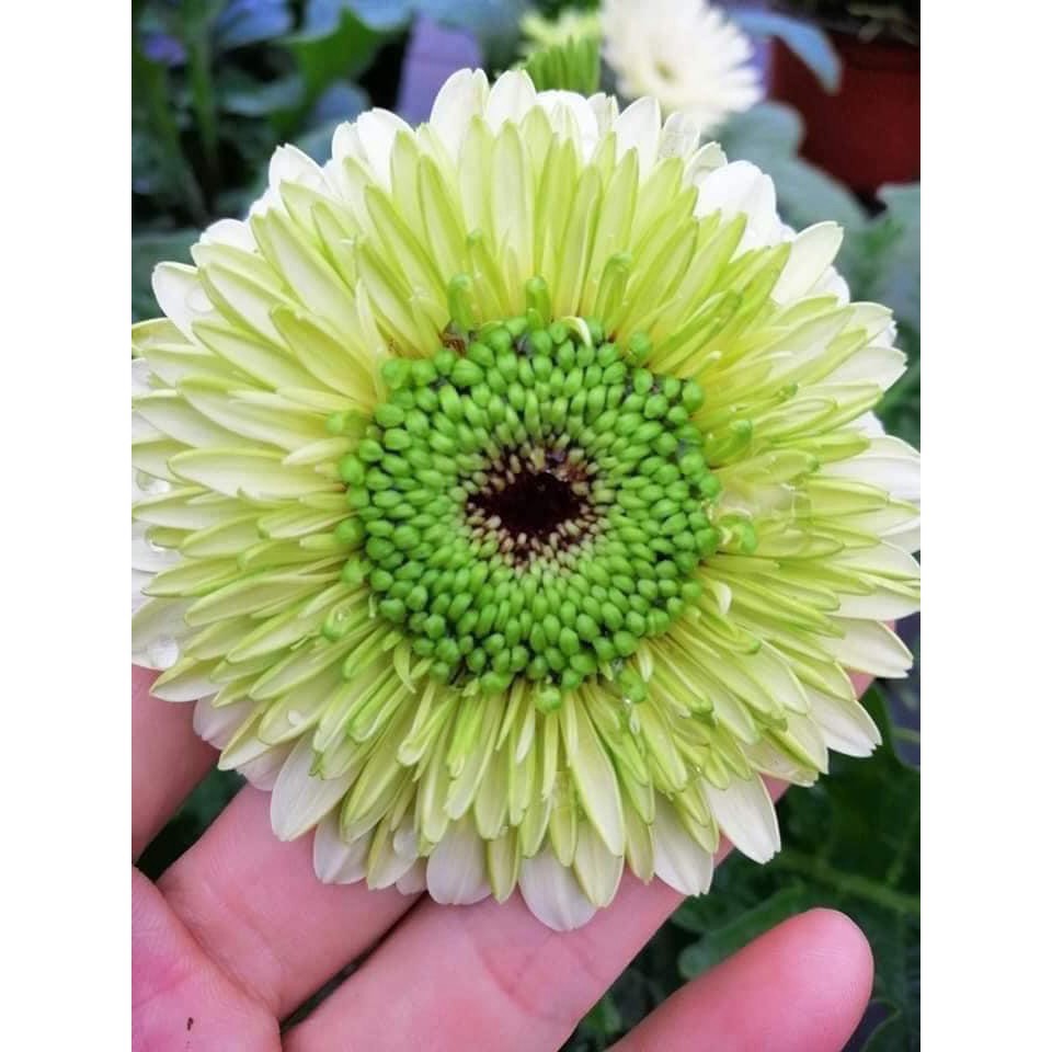 Cây Đồng Tiền Ngoại Kép Cao Màu Vàng Đồng (Giống Hoa Đồng Tiền)