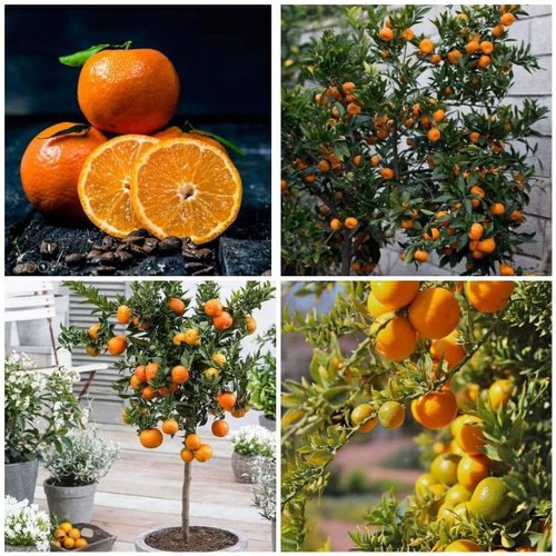 Cây giống quýt đường miền nam cây giống chuẩn F1 cho năng suất cao