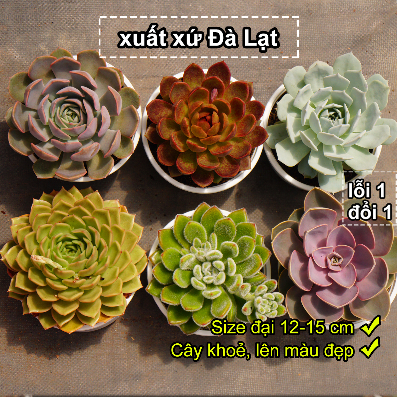 Combo sen đá size lớn, combo 6 cây size tô 12-15cm sen đá bao đẹp ảnh thật, sen đá pandaa garden xuất xứ đà lạt khoẻ đẹp, thích nghi mọi khí hậu, lỗi 1 đổi 1