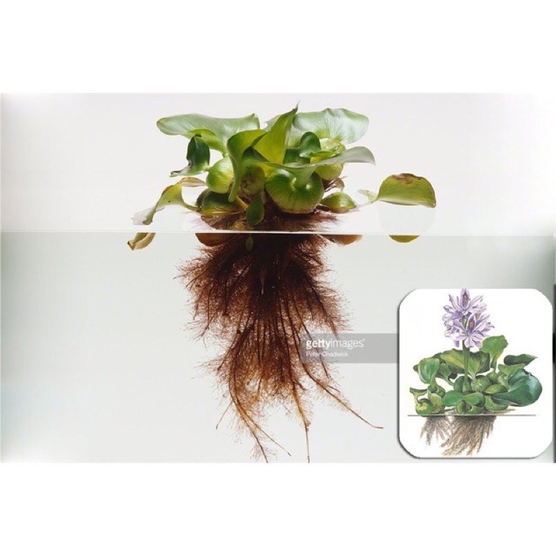 Siêu rẻ - 1 cây lục bình , bèo tây thuỷ sinh