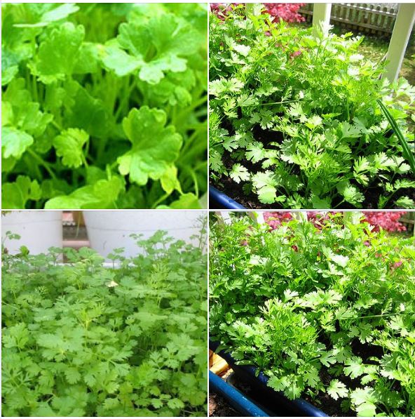 Túi 20 Gram Hạt giống rau Mùi tía