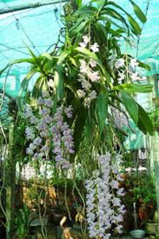 COM BO 2 Cây lan giáng hương tam bảo sắc