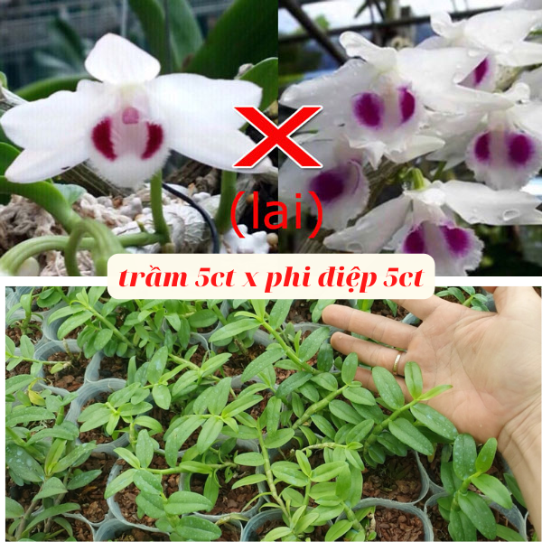 Trầm 5ct mắt đỏ lai phi điệp 5ct hàng giống chuẩn đẹp xanh sạch cao 10-15 cm