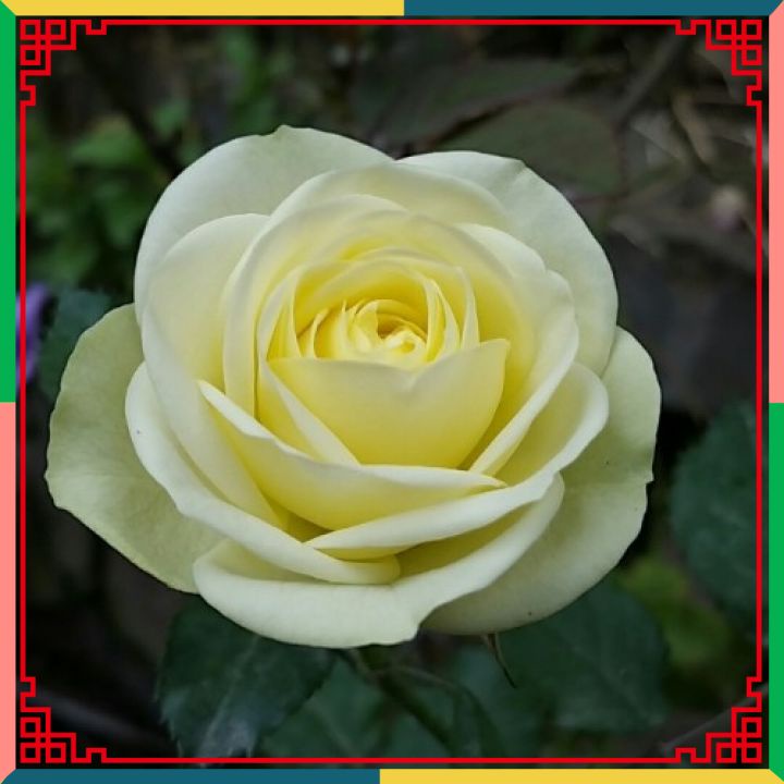 Hoa hồng ngoại Creamy Eden rose – Hoa hồng Pháp xanh bơ tuyệt đẹp