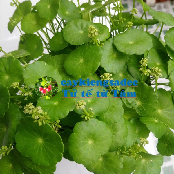 caykiengsadec - Cây cỏ đồng tiền ( cây rau má Nhật) - tặng phân bón - hoa kiểng lá - trang trí nội thất cảnh quan sân vườn ngoài trời