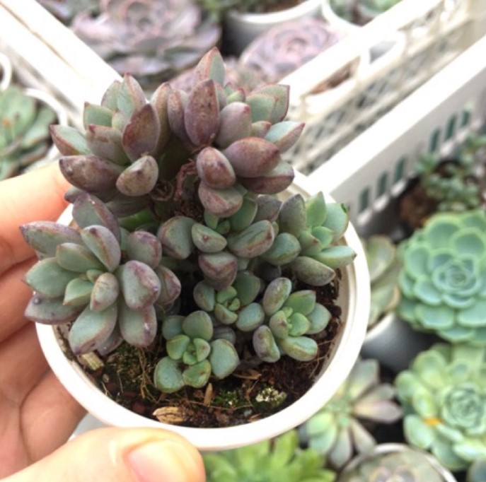 Sen đá ruby tím đà lạt - lỗi 1 đôi 1