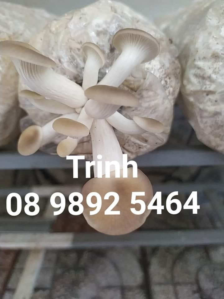 Combo 5 phôi nấm bào ngư xám