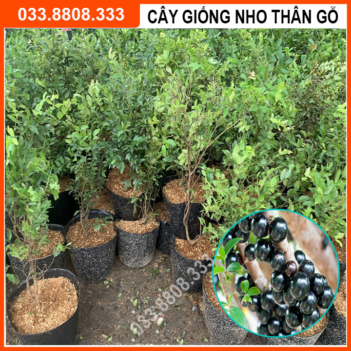 Cây Giống Nho Thân Gỗ Tứ Quý - Cây dễ trồng ra quả quanh năm