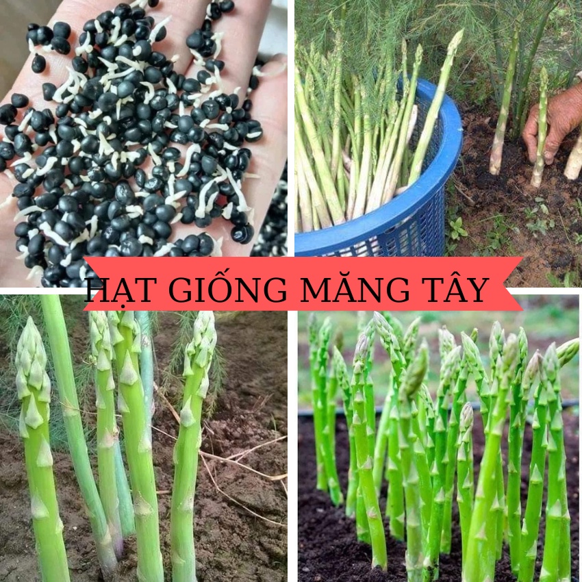 Hạt giống Măng Tây xanh-gói 20 hạt