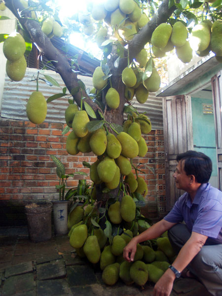 (FREESHIP Từ 50K) Cây giống mít tố nữ