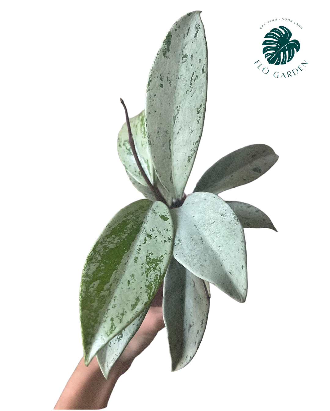 Cẩm cù Hoya Pubicalyx Pink Silver Ghost Lá Bạc