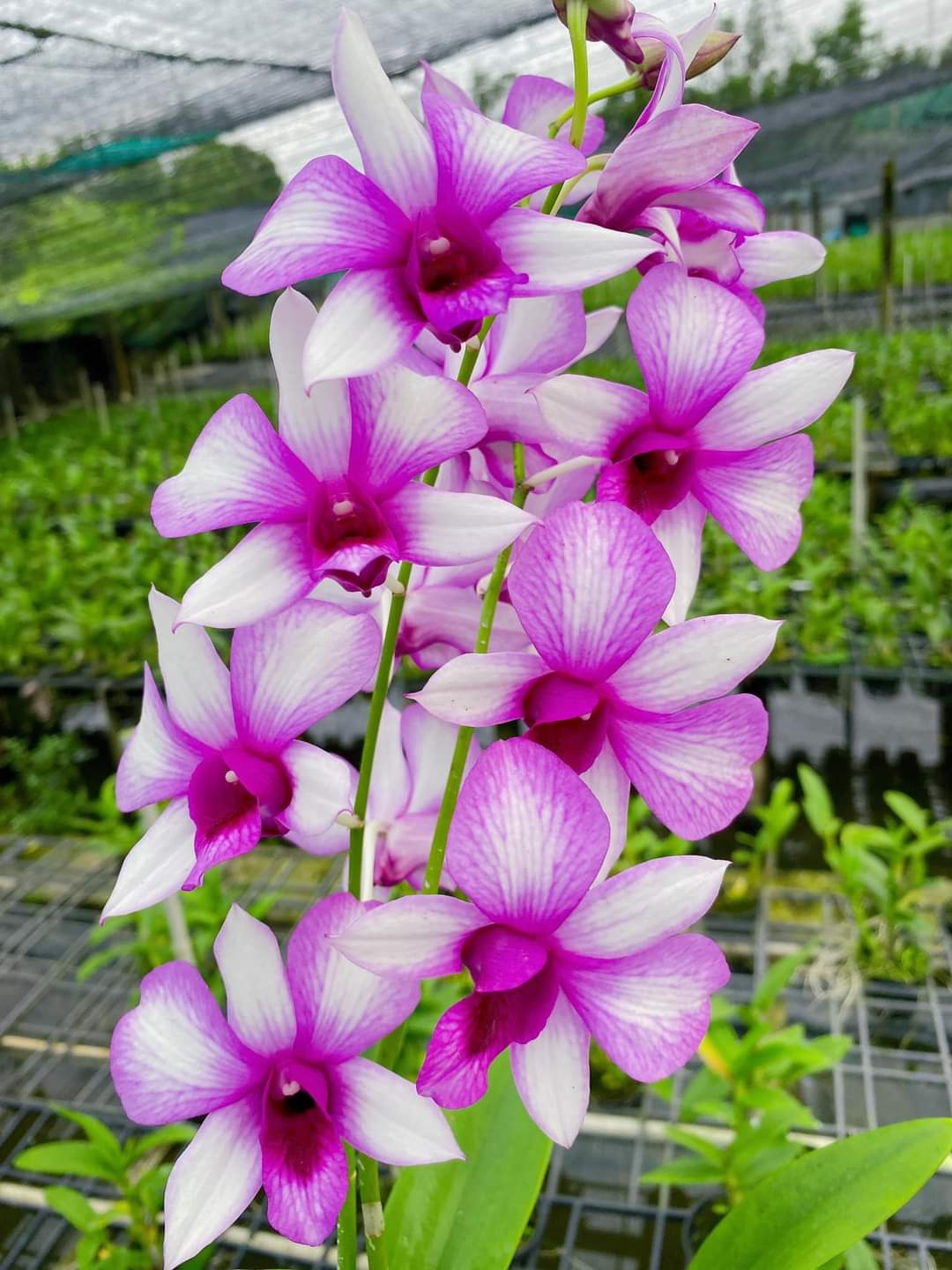 Hoa Lan Dendro Alba Thái Lan, chậu cây trưởng thành, nhiều thân, sắp ra ngồng hoa