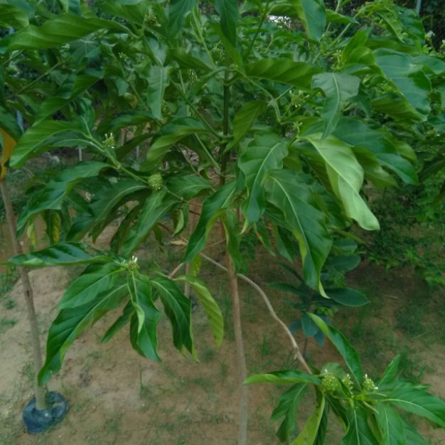 Cây nhàu lớn,  cao khoảng 1.5m