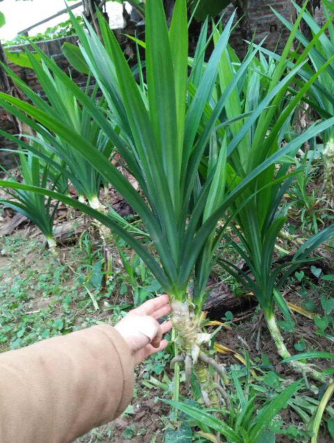 1kg LÁ NẾP - LÁ DỨA tạo màu xanh tự nhiên cho thực phẩm