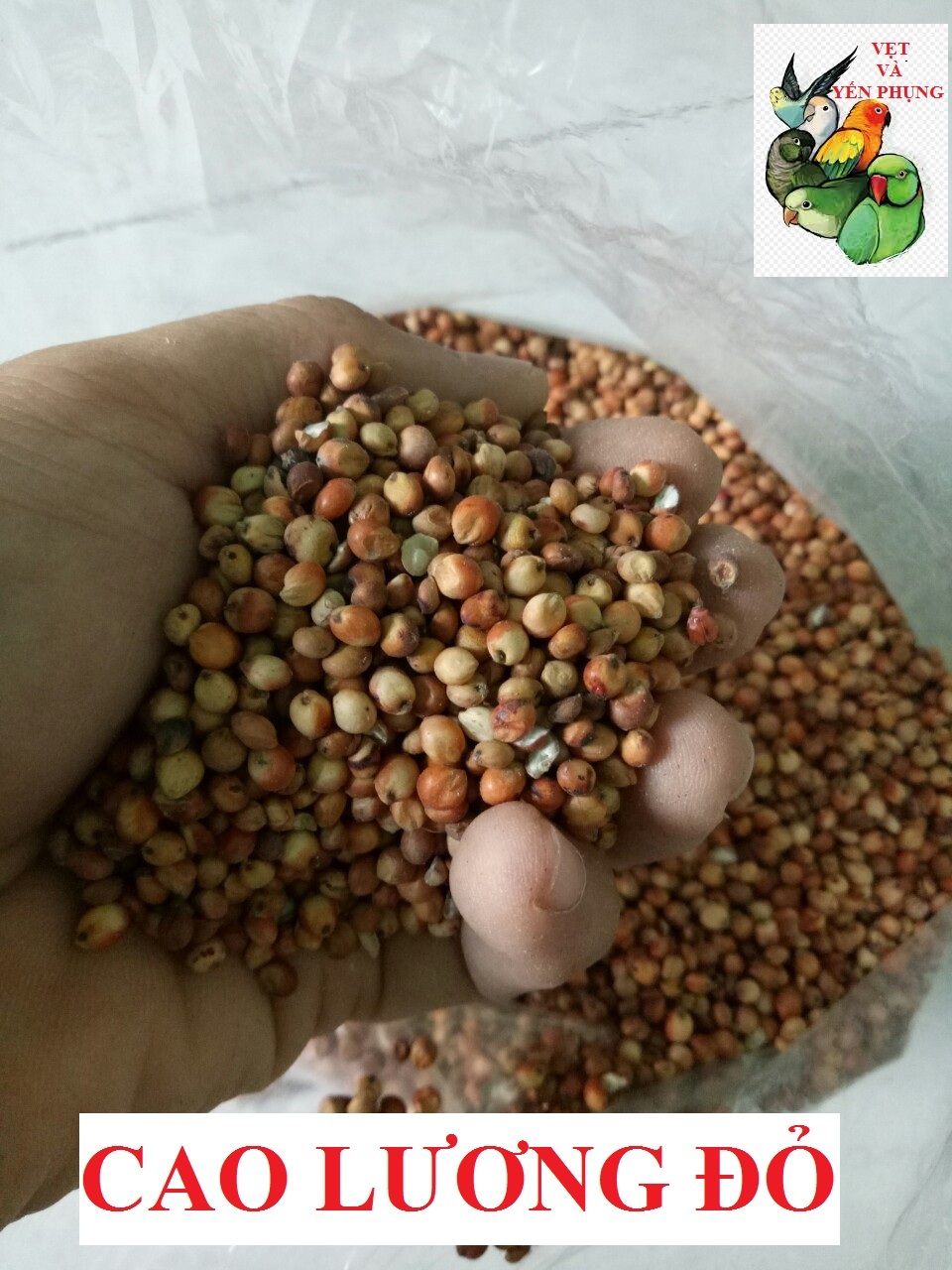 HẠT BOBO ĐỎ (CAO LƯƠNG ĐỎ) CHO CHIM CẢNH, VẸT, HAMSTER