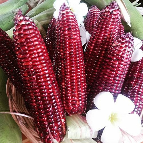 Hạt giống bắp tím thái lan gói 20g