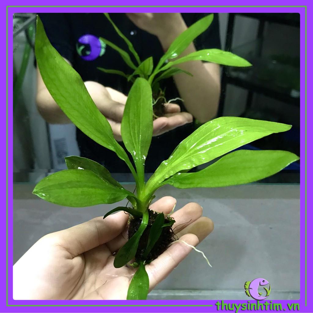 Cây Thủy Sinh Thanh Đản