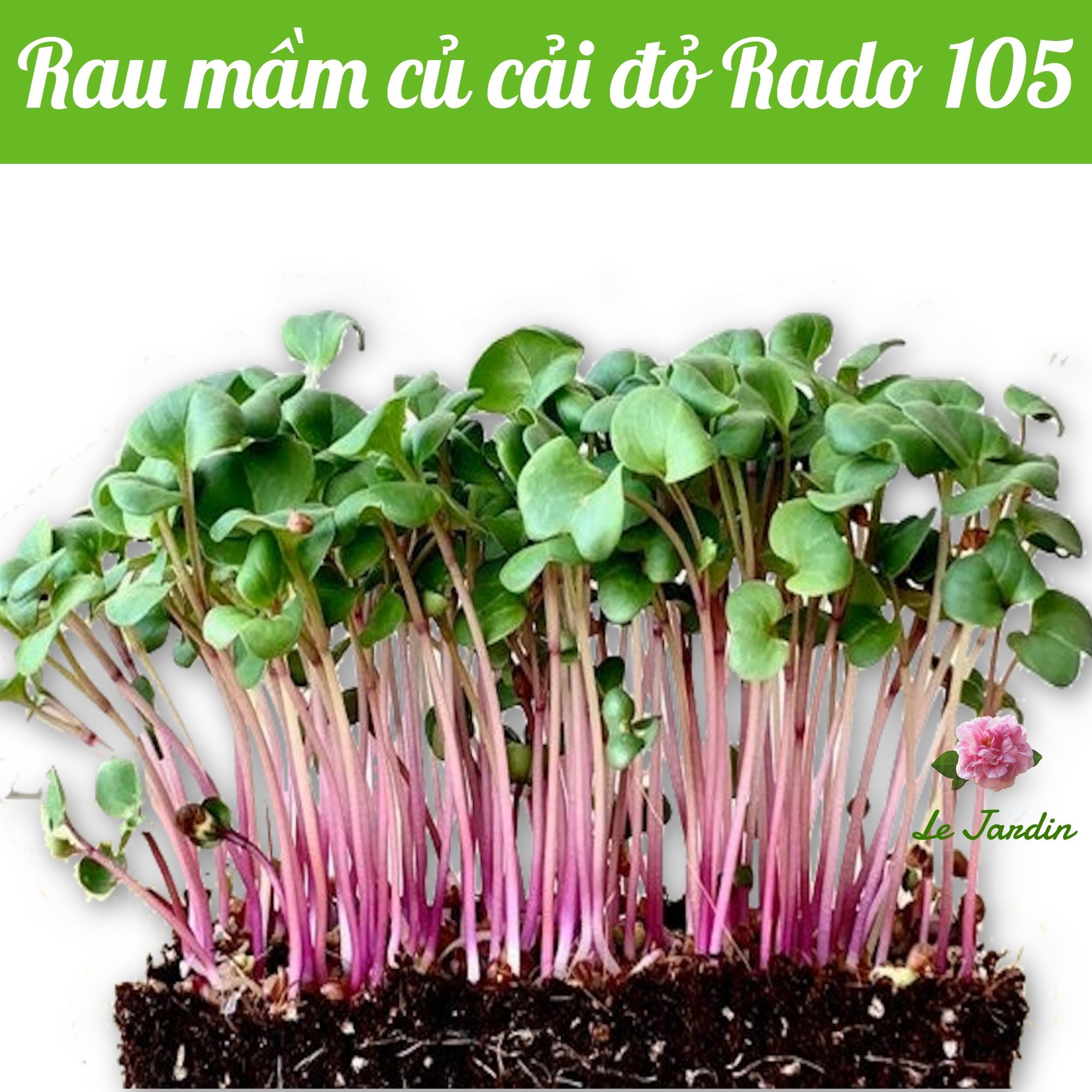 Hạt giống rau mầm củ cải đỏ rd105 gói 30gr
