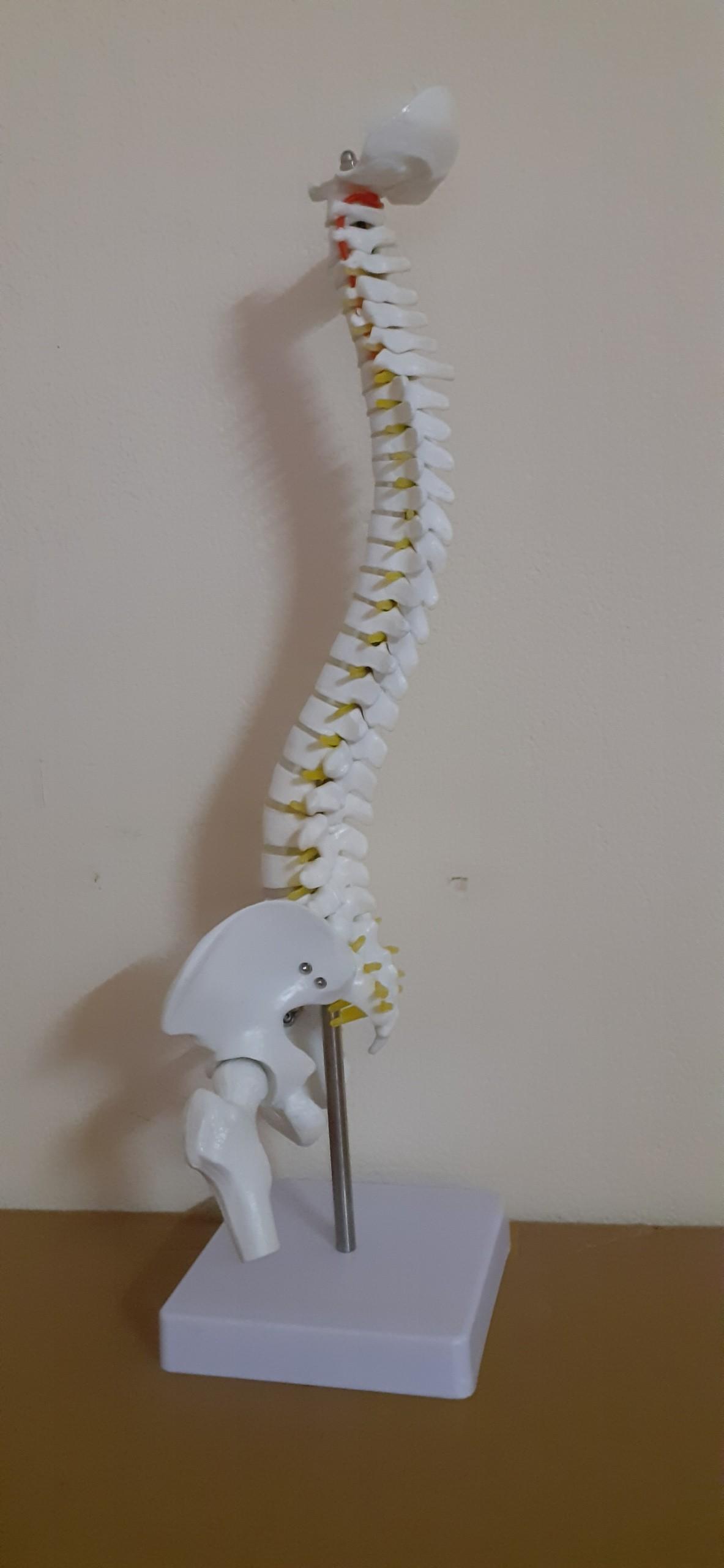 Mô hình xương cột sống 45cm