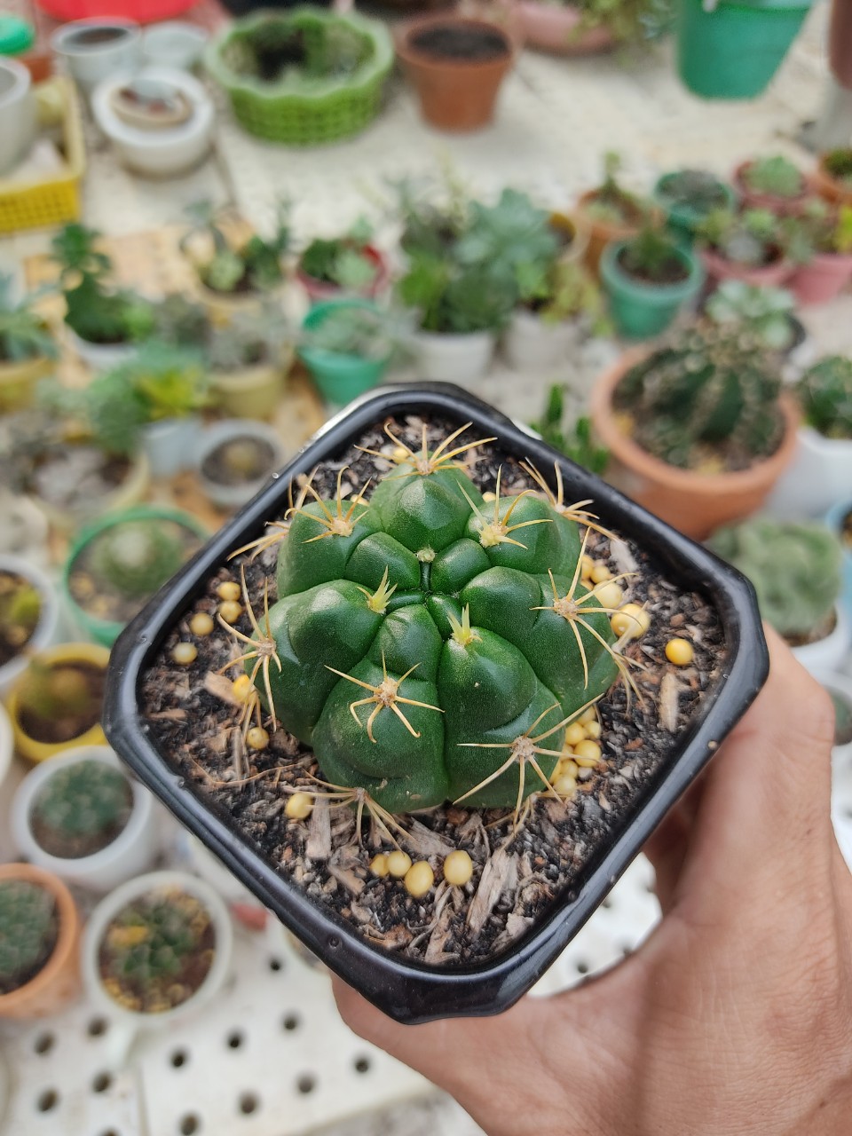 Xương rồng bánh bao size chậu 5 cm