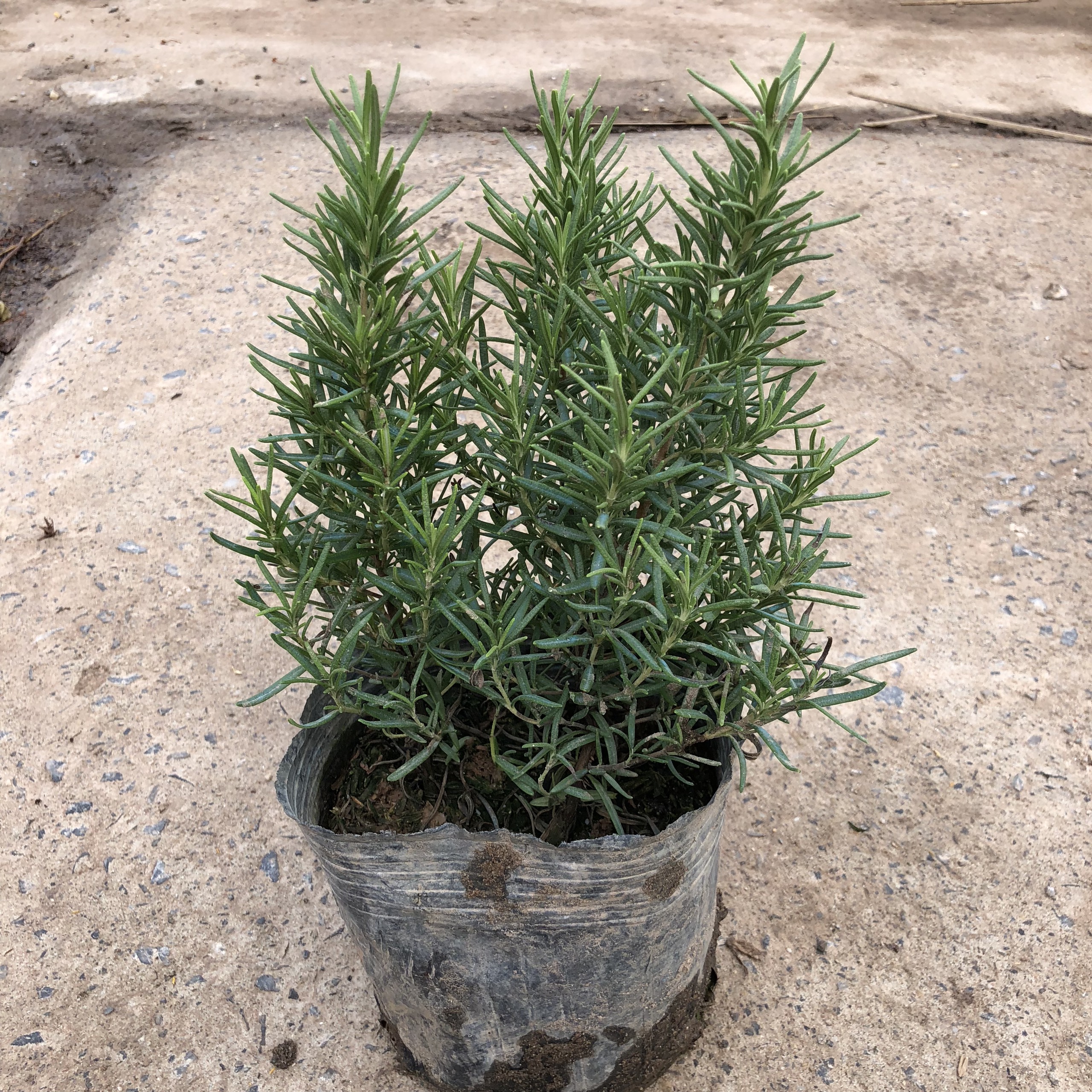 Cây hương thảo , chiều cao 15cm bụi cây khỏe lá thơm nhiều công dụng, thích hợp trồng làm cây gia vị