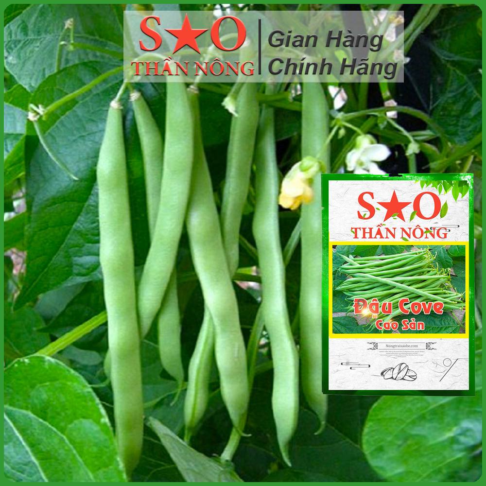 Hạt Giống Đậu Cove Bụi Lùn cao sản - Hạt giống rau Sao Thần Nông -Gói 25g