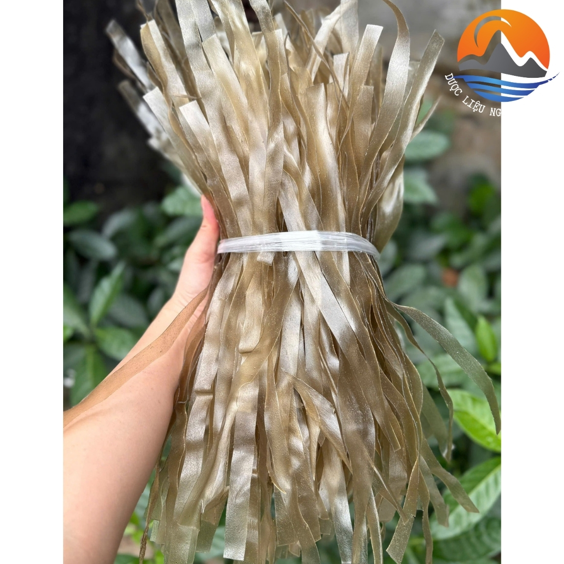 Đặc sản miến khoai sâm đất (1kg). Miến dong thái tay sợi to, sợi nhỏ từ củ dong Tây Bắc, khoai sâm đất Sìn Hồ