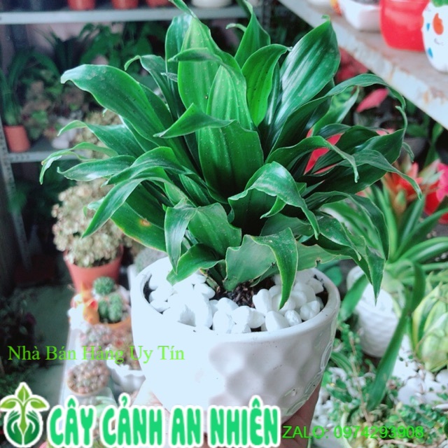 Chậu cây phát tài lá