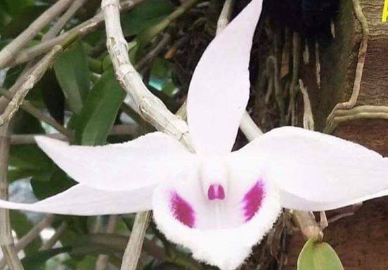 Phi điệp 5ct mắt nai hòa bình