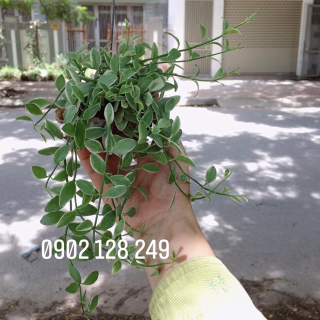 Cây lan hạt dưa, lan cẩm thạch, cây dollar- Dischidia