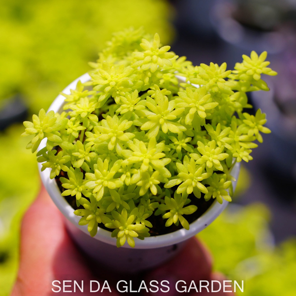 Sen đá sedum vàng bầu nhỏ 6cm, glass garden dễ trồng. lỗi 1 đổi 1