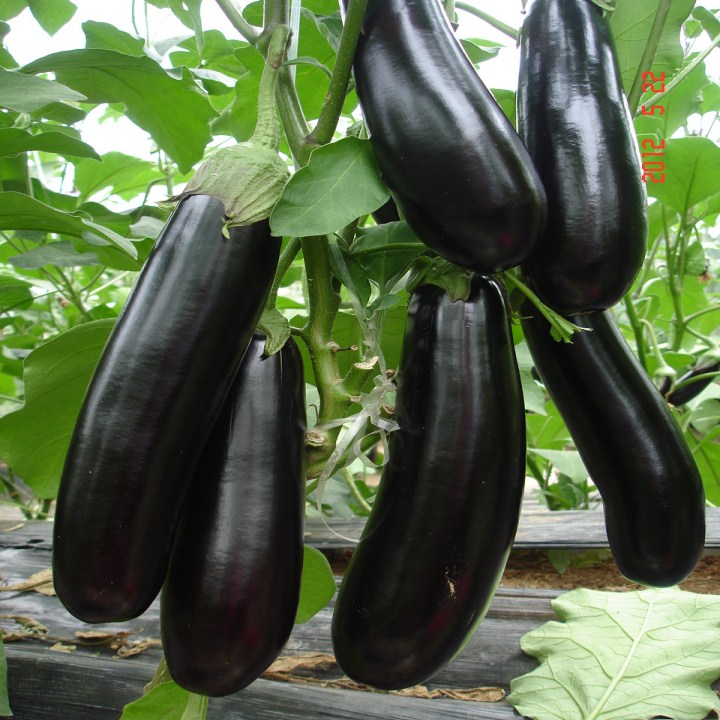 hạt giống cà tím dài đen gói 50 hạt mua từ 50k tặng 2 sản phẩm