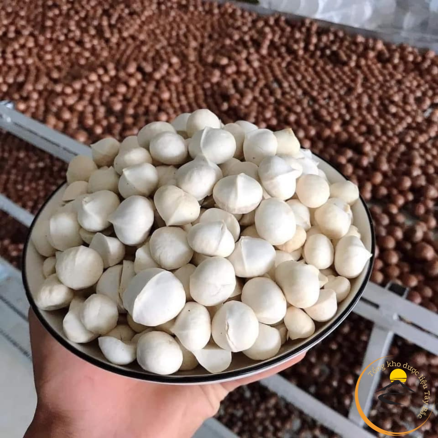 Nhân macca Lai Châu nguyên hạt, trồng hữu cơ sấy chín từ macca tươi. Mắc ca, mac ca sấy khô chín không vỏ, đã tách vỏ