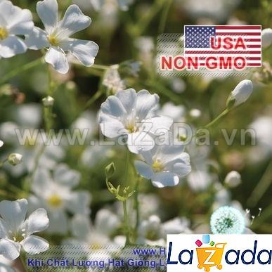 100h Hạt Giống Hoa Baby Breath Trắng (C1.203| -KD: B6*V41*M178)