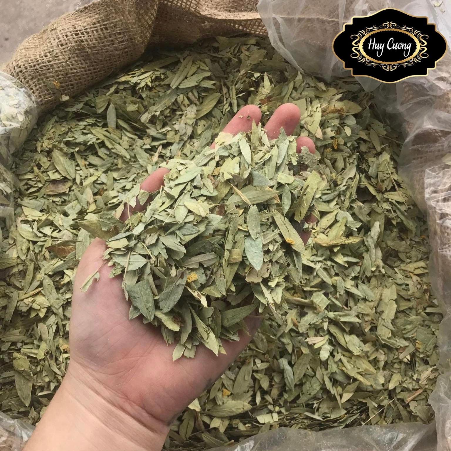Trà Phan tả diệp sấy khô loại 1, lá phan tả diệp khô giúp giảm cân, xổ mỡ, detox, hỗ trợ tiêu hoá, nhuận tràng