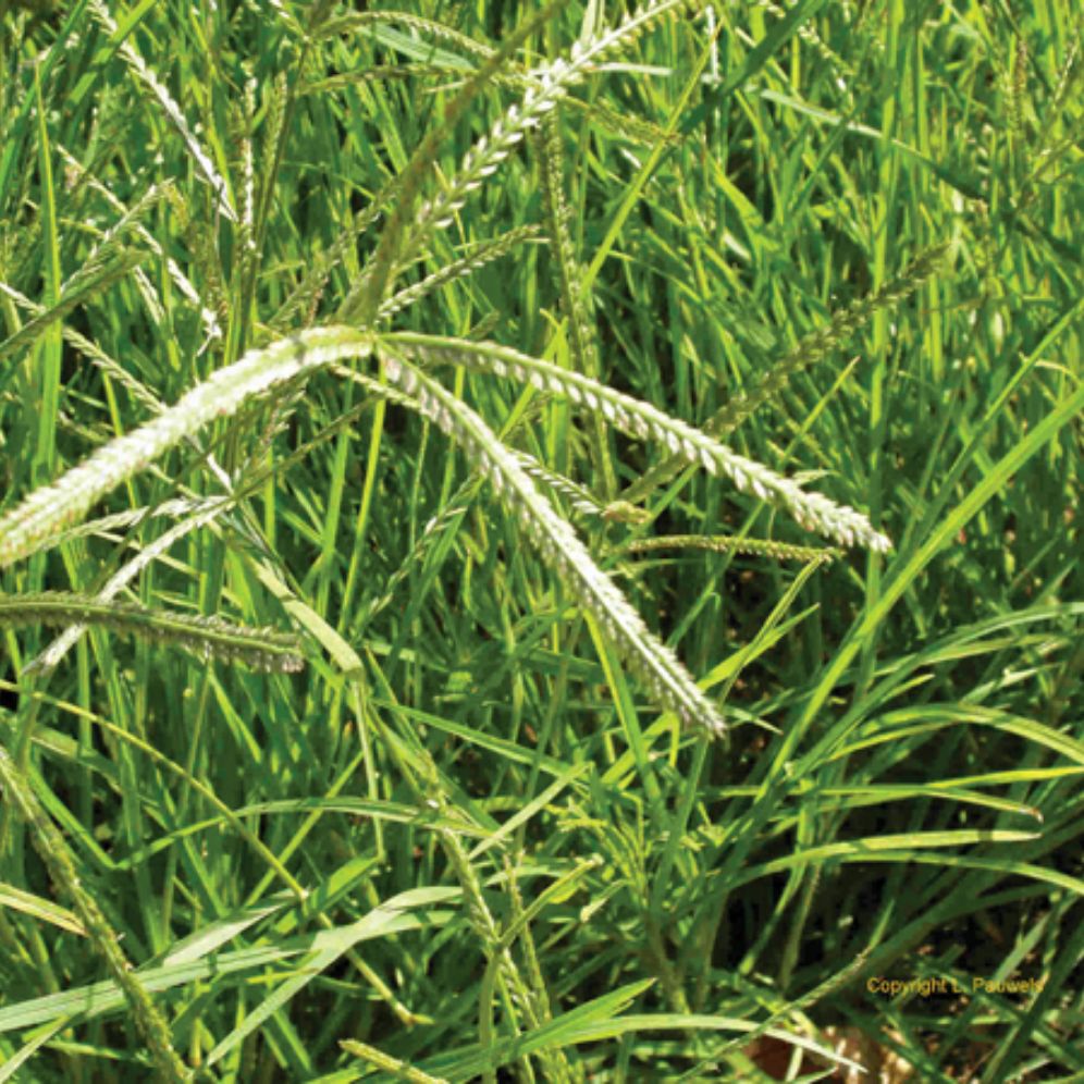 Cỏ mẫn trầu tươi 1kg