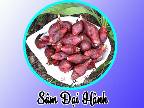 30 củ giống sâm đại hành - Cây quý hiếm
