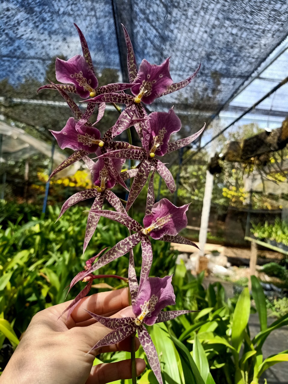 Vũ Nữ NHỆN TÍM- chậu trưởng thành