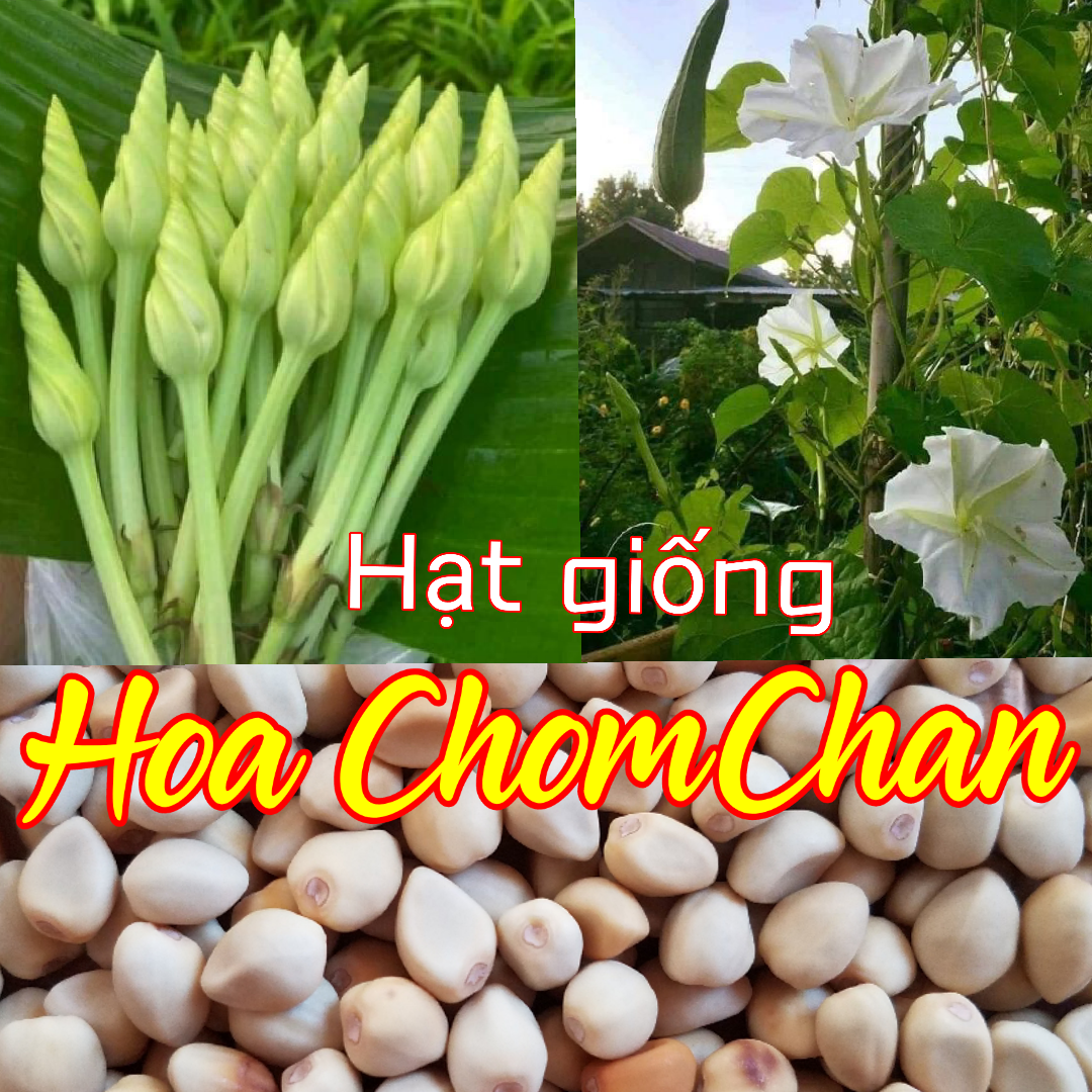 Hạt giống rau ăn hoa ChomChan (gói 10 hạt-. Hạt chắc, dễ nảy mầm. Cây ra nhiều hoa, hoa thơm, giòn. Dùng luộc, xào, nấu lẩu...