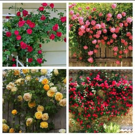 cây hoa hồng leo